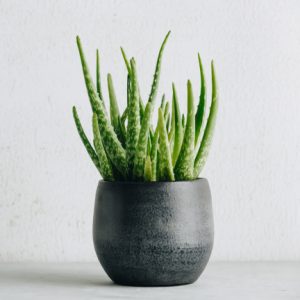 Aloe vera in black pot