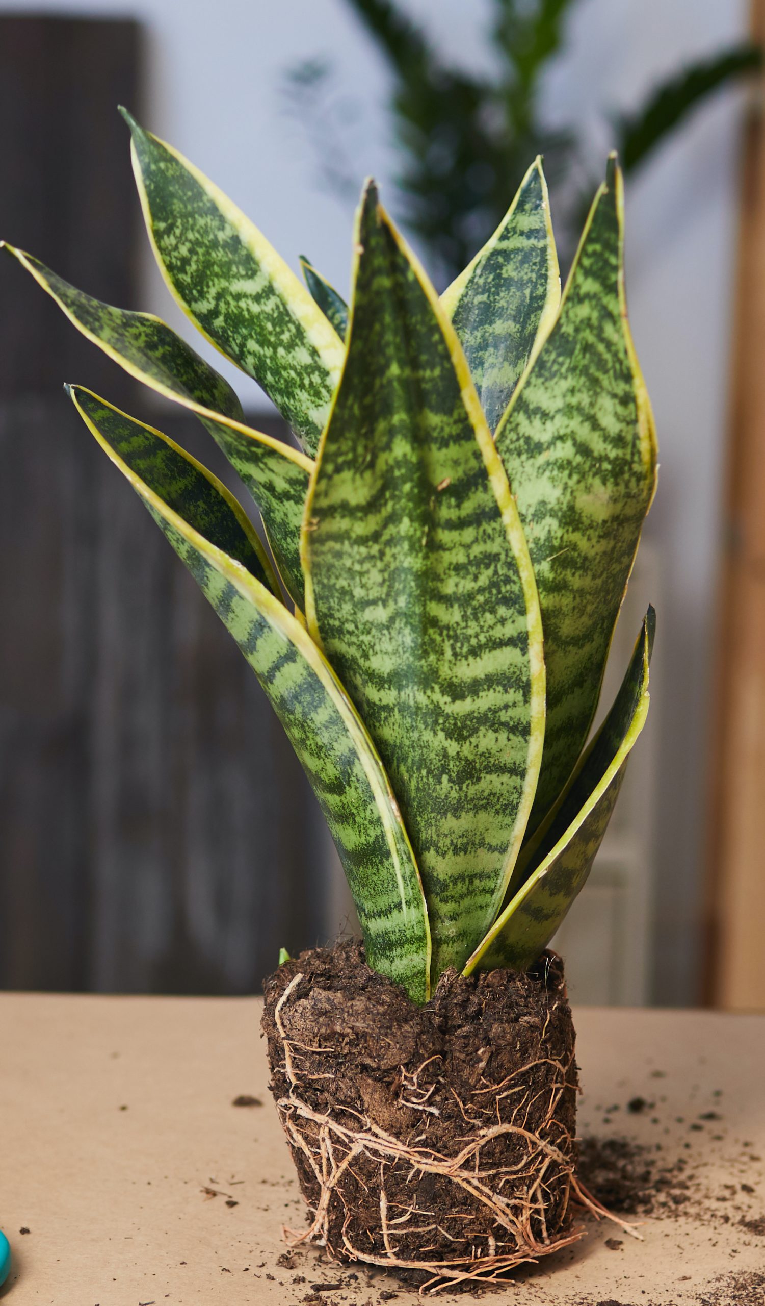 Buy A 30cm Tall Snake Plant HeyPlants