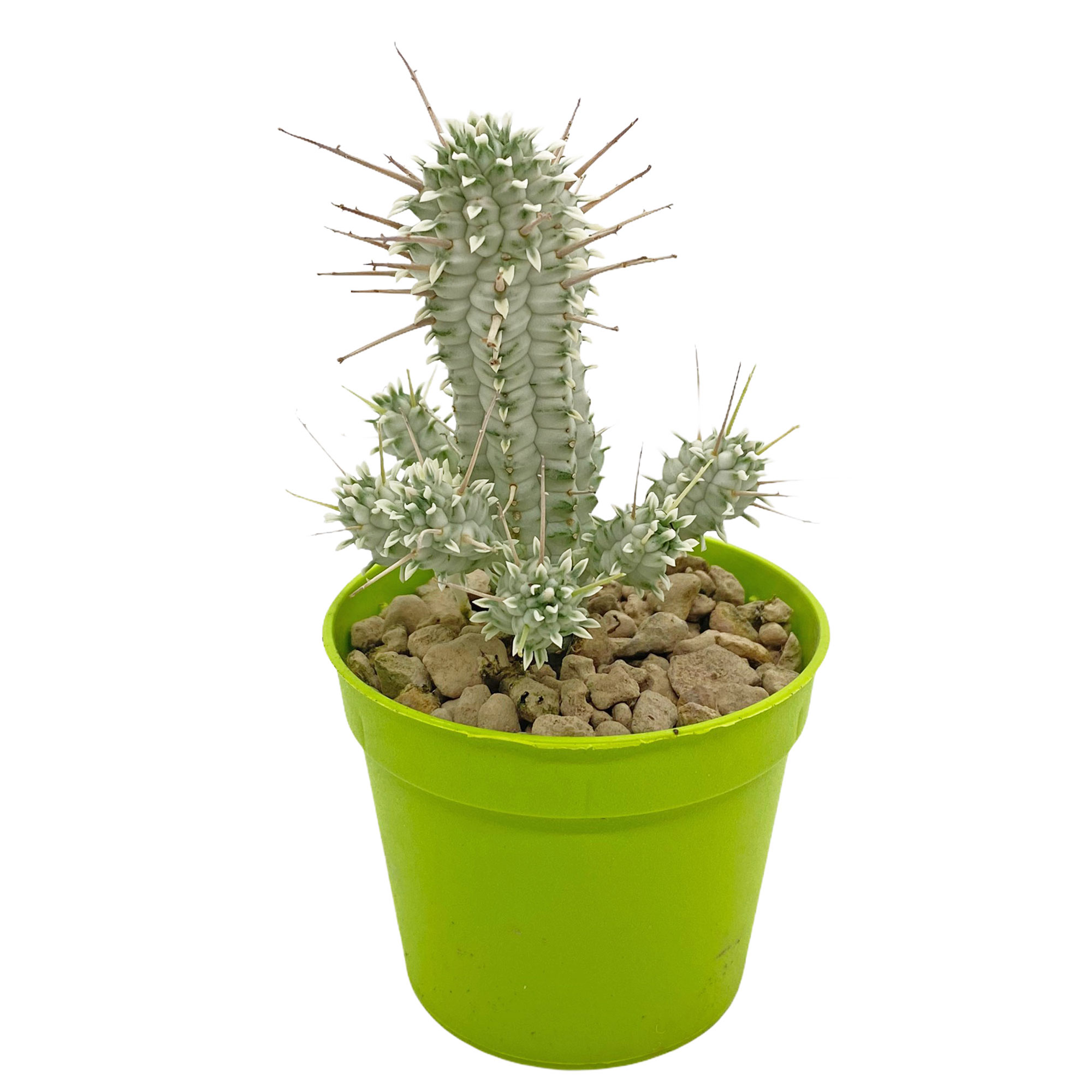 Rare Euphorbia mammillaris variegata Cactus Indoor ...
