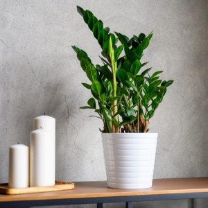 ZZ plant on table