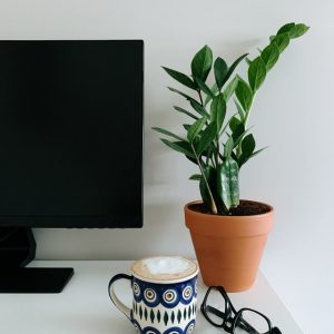 Small ZZ plant on desk next to computer monitor