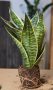 Snake plant Small